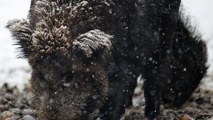 Nach der Jagd auf ein Wildschwein löste sich der tödliche Schuss