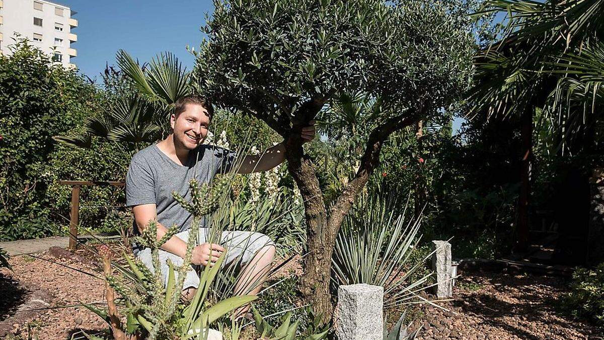 Wurde 2013 von Exoten-Profi Manuel Sluga in seinem Garten ausgepflanzt - ein Olivenbaum