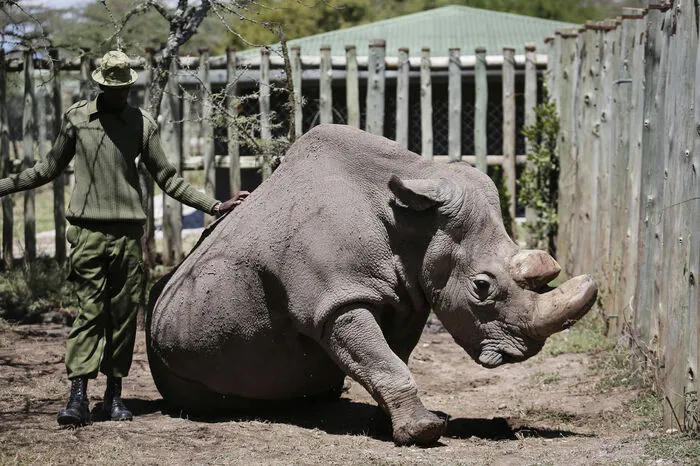 Sudan wurde 1973 im heutigen Südsudan, damals noch Sudan, geboren. Er wurde gefangen genommen und zusammen mit weiteren Nashörnern in einen Zoo in Tschechen gebracht.