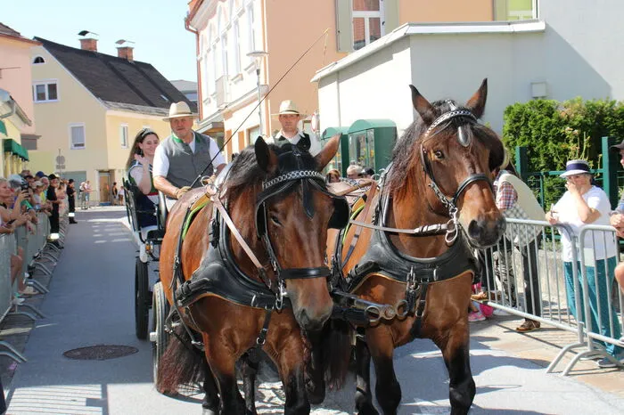In der Köflacher Innenstadt begleitet wurden die Lipizzaner heuer von einer Pferdekutsche, auf der...