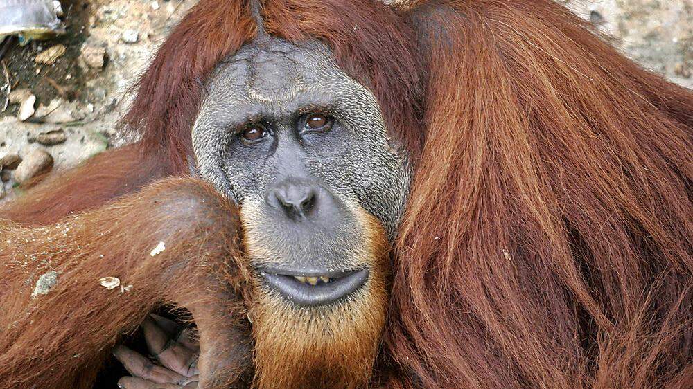 Der Sumatra-Orang-Utan steht auf der Liste der bedrohten Tierarten