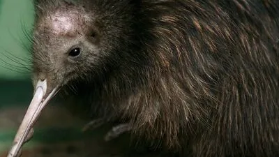 Ein Kiwi-Kücken - allerdings in braun