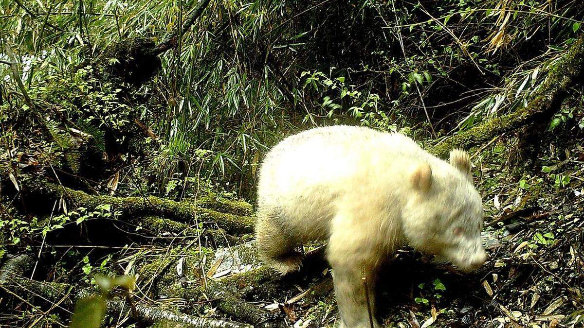 Der kleine Albino-Panda tappte in eine Fotofalle