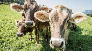 Rinder gelten zumindest in Mitteleuropa zu Unrecht als Klimakiller