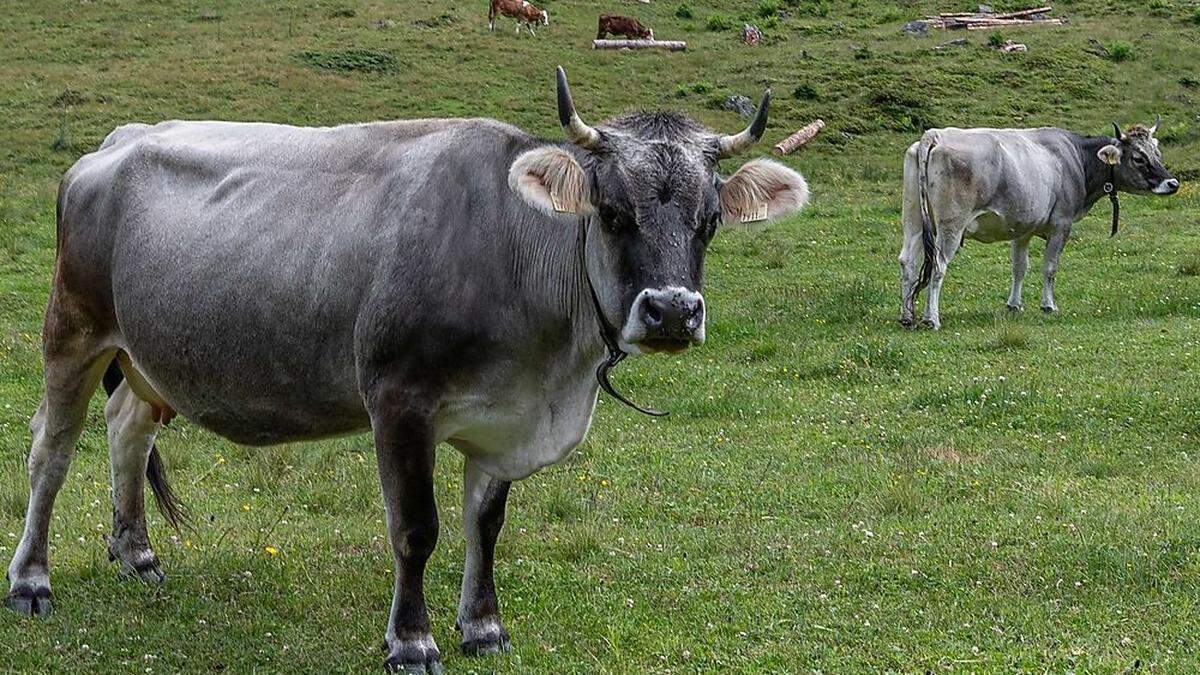 Mitte bis Ende September ist Abtriebszeit. Heuer könnte auch im Bezirk die Trockenheit „da und dort“ dafür sorgen, dass das Vieh früher von der Alm geholt werden muss 