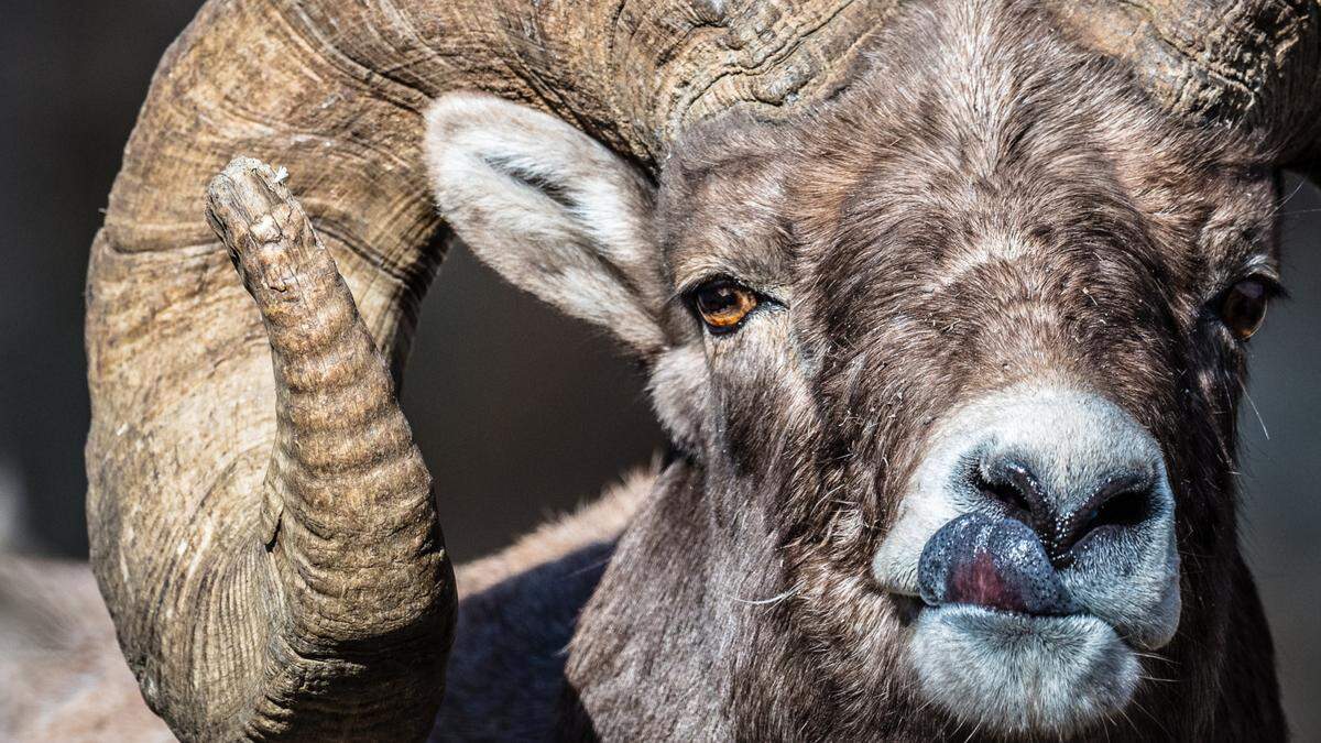 Der 81 Jahre alte Züchter beauftragte ein Labor, Embryonen zu klonen. Das Ergebnis war der Widder „Montana Mountain King“ (MMK) - Sujetbild