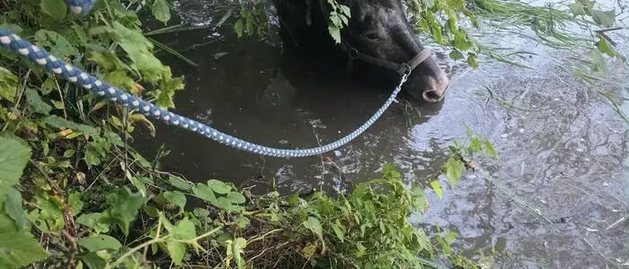 Der Tümpel wurde abgelassen, damit der Kopf des Pferdes über dem Wasser blieb