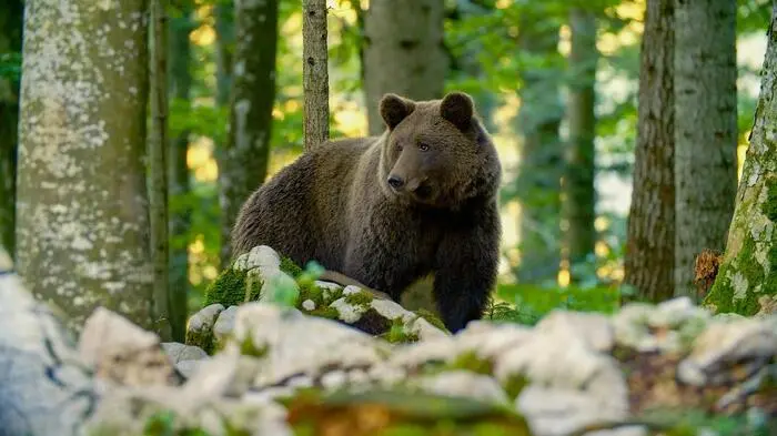 Der Karawankenbär ist wieder unterwegs