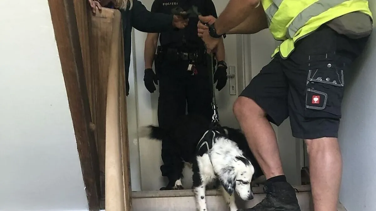 Sie wurden in einer Tierklinik medizinisch versorgt, kastriert, geimpft und gechippt 