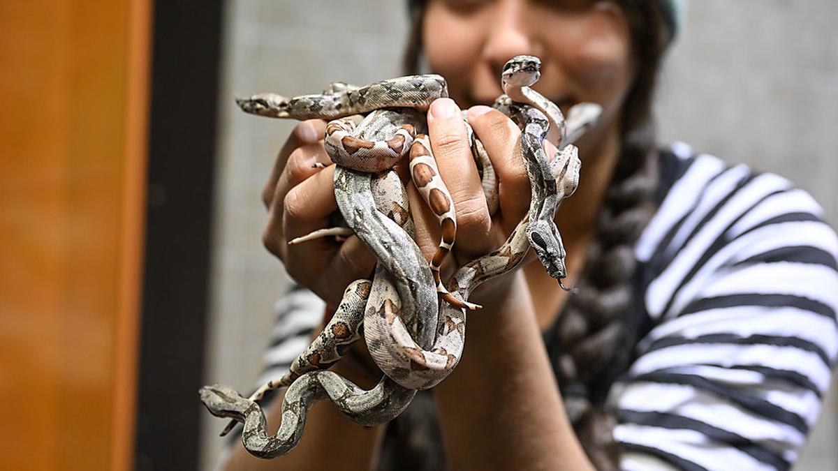 Baby-Boom im Reptilienhaus