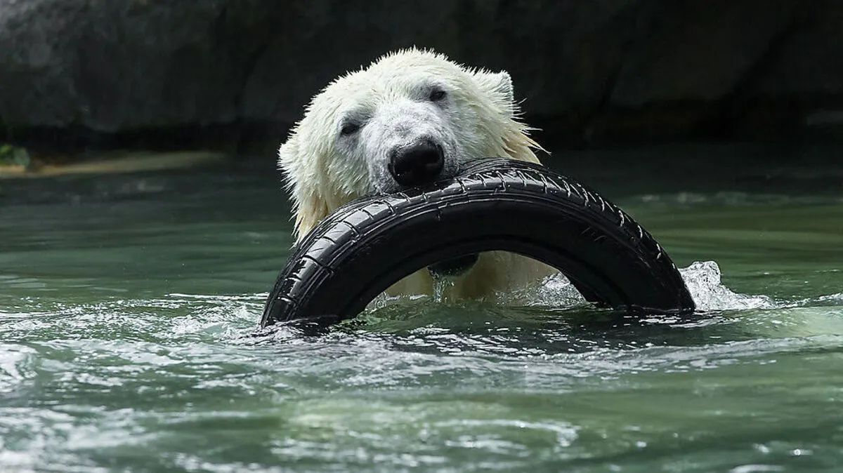 Die Eisbären nehmen im Tiergarten Schönbrunn ein kühles Bad