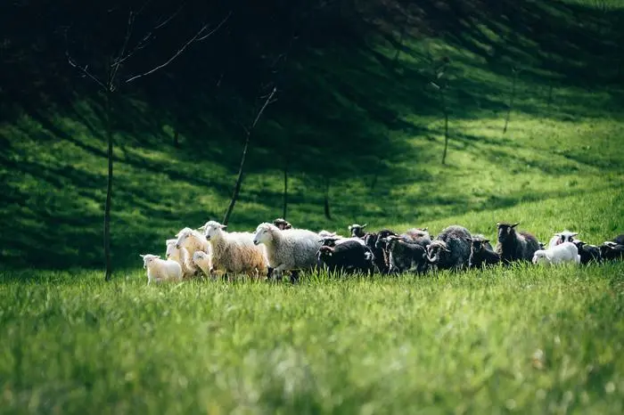 Die Familie setzt auf eine bedrohte Schafrasse