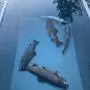 Einige wenige von vielen Tausend am Montag in der Ramsau verendeten Fischen