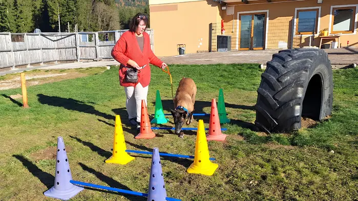Ein Hund läuft durch einen Hundeparcours mit der Betreiberin