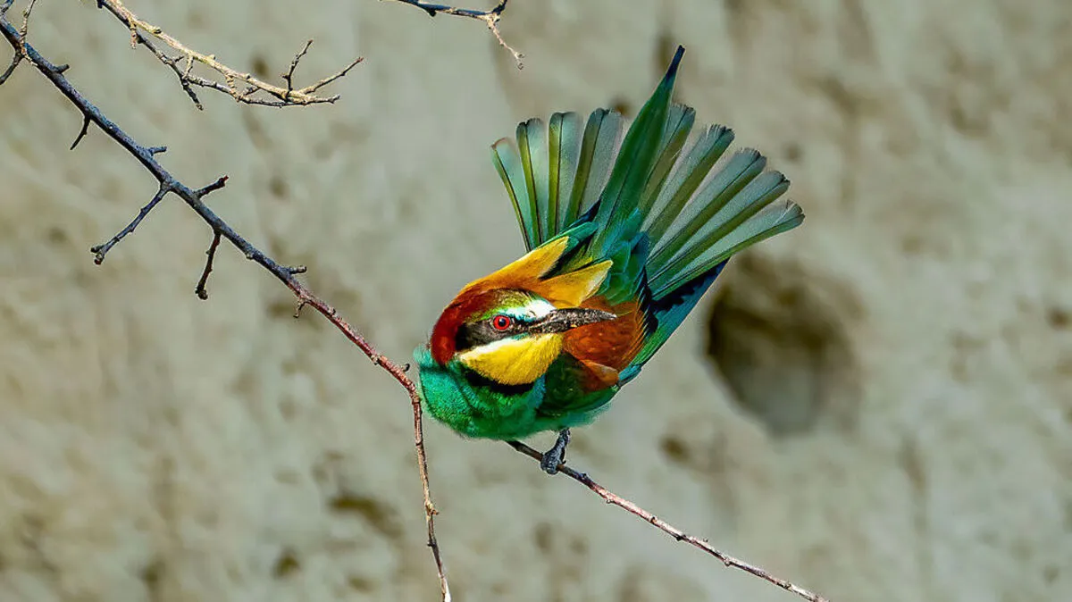 Der Bienenfresser nistet im Burgenland