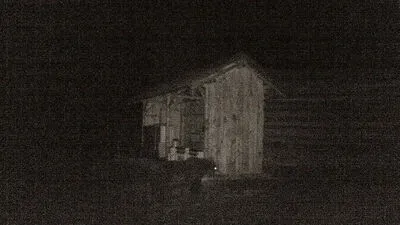 Der Bär wurde fotografiert