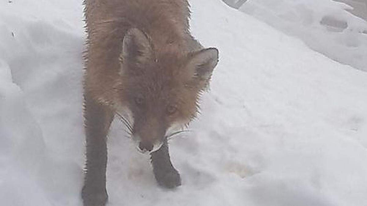 Fuchs-Besuch auf der Eisenerzer Reichensteinhütte