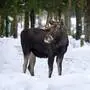 Die Elchwanderung wird auch außerhalb von Schweden zunehmend beliebt 