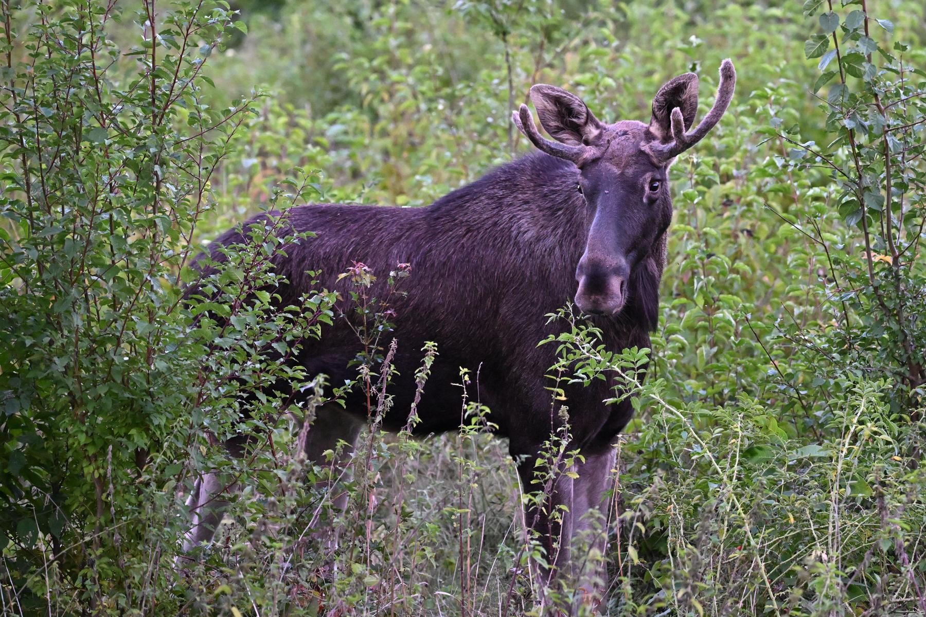 Wort des Jahres: „Elch Emil“ und „Zuckerlkoalition“ im Rennen