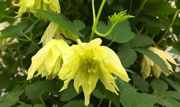 „Clematis chiisanensis“ gilt als neuer Shootingstar, „Amber“ errang den ersten Platz bei der Wahl zur „Pflanze des Jahres“. Sie blüht von Mai bis zum Sommer und dann noch einmal im Herbst und ist vor allem absolut winterhart.