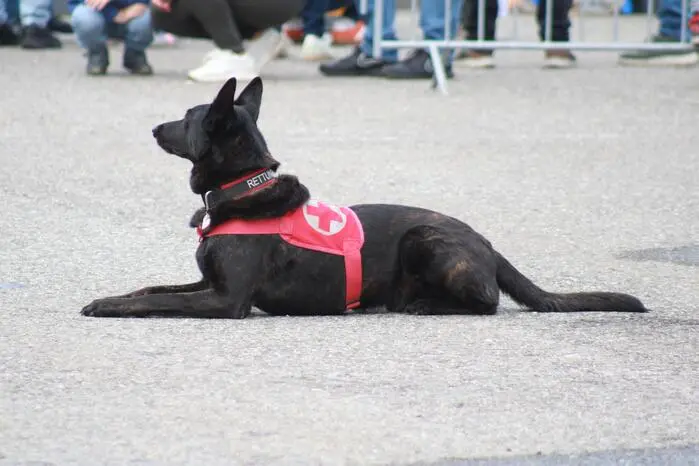 Auch eine Rettungshundestaffel gab eine Demonstration zum Besten.