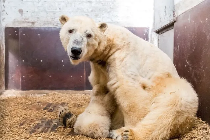 Eisbärin Tonja hatte im November Zwillinge geboren, eines der Jungtiere starb jedoch kurz nach der Geburt.