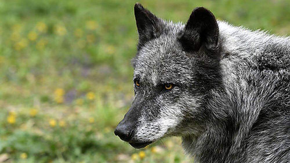 Der jüngste Schafriss in Mallnitz lässt auf einen Wolf schließen
