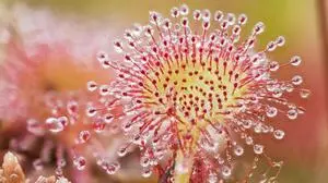 Ein Lieblingsmotiv von Kurt Krimberger: der Sonnentau