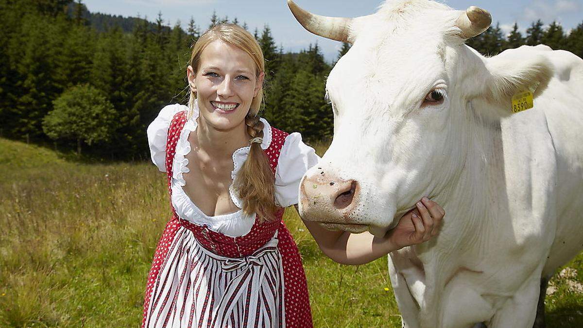 Heuer kein Fest für das Blondvieh