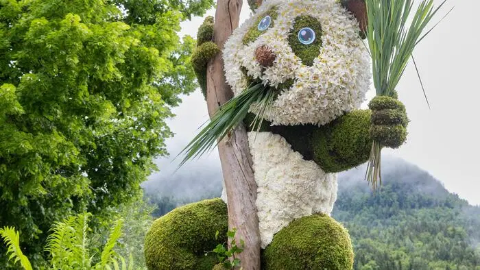 Der Pandabär schwebt an einem Baumstamm über dem Boden