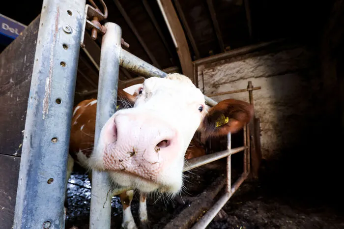 Für die Milcheissorten wird ausschließlich die Milch der eigenen Kühe verwendet.