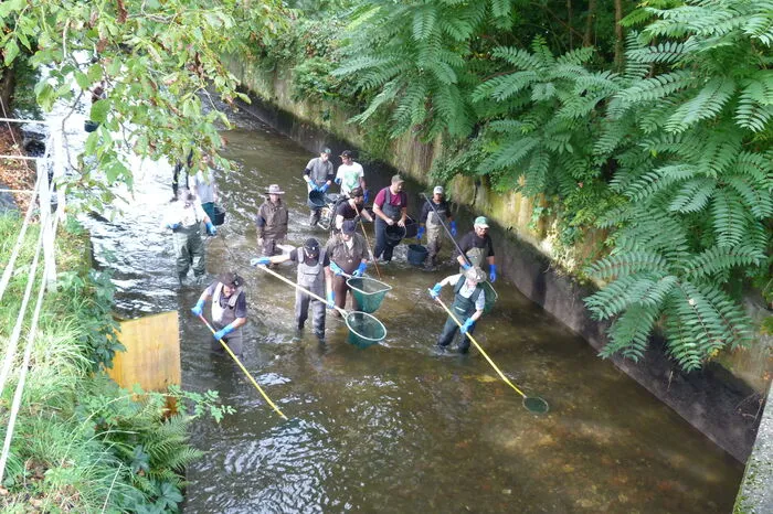 Auf einer Strecke von knapp 20 Kilometern werden tonnenweise Fische und Krebse gerettet und in naheliegende Gewässer gebracht.
