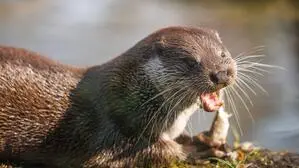 Ein Fischotter liegt am Rande eines Gewässers und frisst an einem Fisch