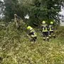 Mehrere Bäume hielten dem Sturm nicht Stand und mussten von der Feuerwehr beseitigt werden