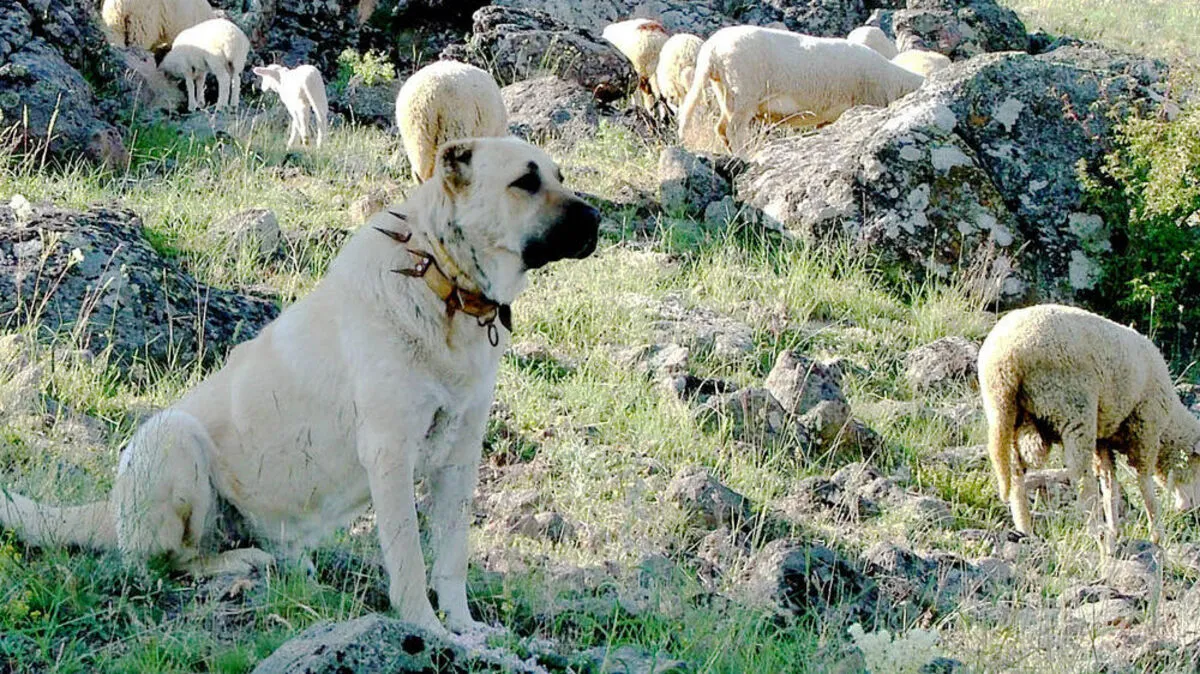 Ein Kangal wie dieser im Bild biss die 72-Jährige tot