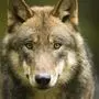 Grauwolf (Canis lupus) / wolf, wolve / Foto: Ralph Frank