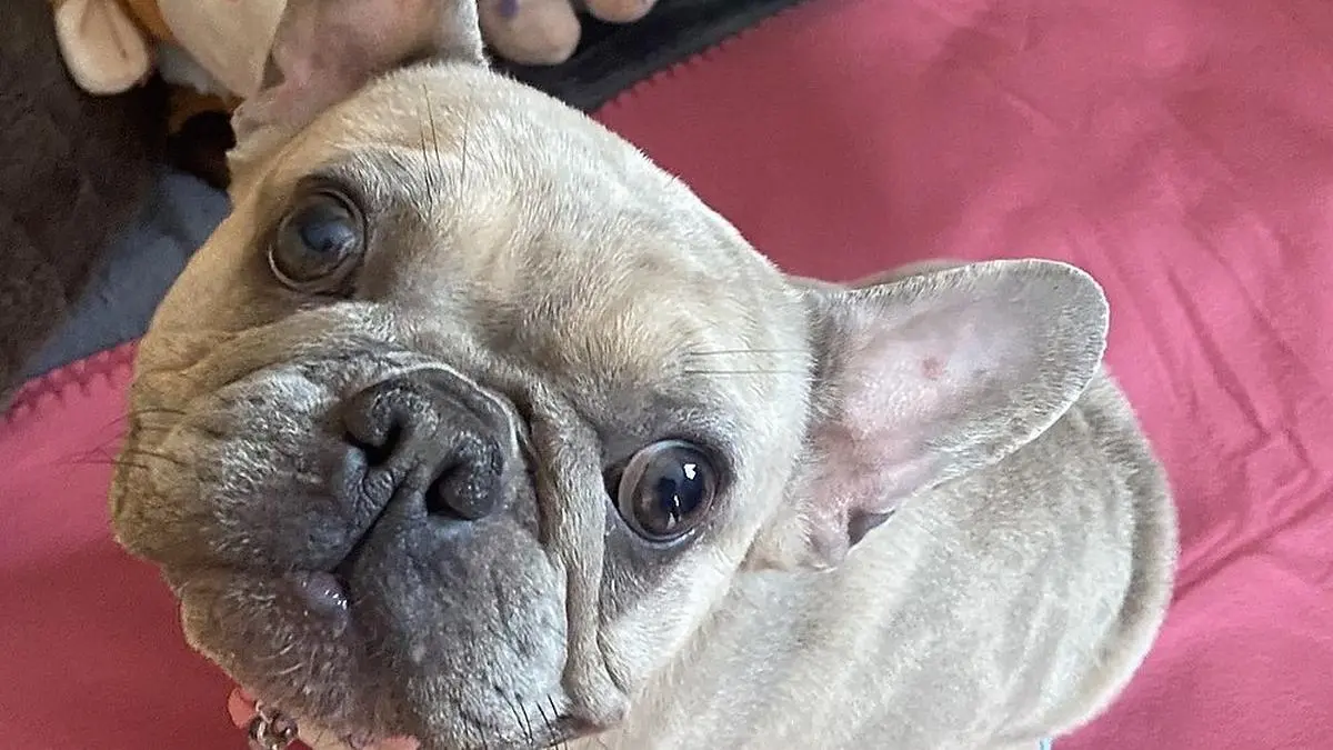 Die chronisch kranke Hündin Lotti braucht dringend Hilfe 