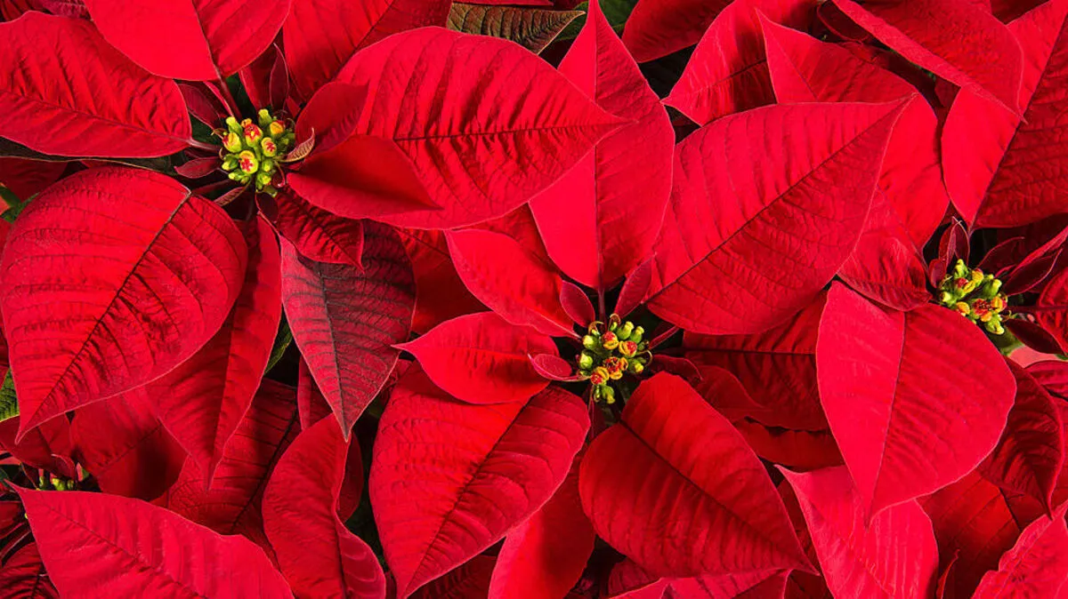 Der Weihnachtsstern spielt die erste Geige in der adventlichen Blütensymphonie in Rot