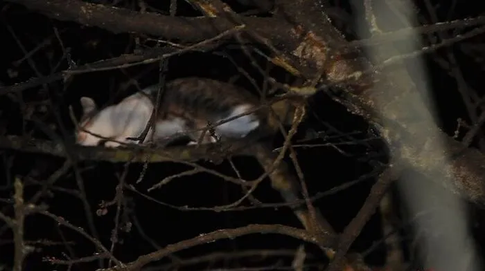 Die Katze kam alleine nicht mehr vom Baum herunter