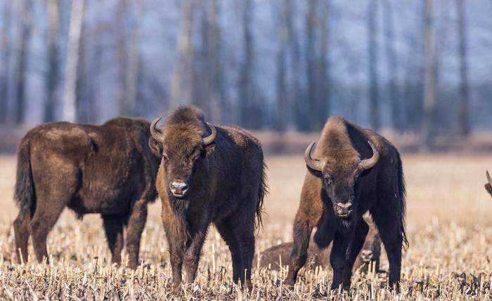 Das Europäische Bison konnte erfolgreich wieder in der Wildnis angesiedelt werden