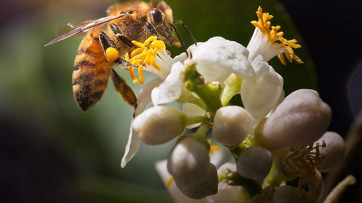 Im Rahmen der Untersuchungen wurden 64 verschiedene Pestizide nachgewiesen, darunter elf, welche als hochgiftig für Bienen eingestuft werden