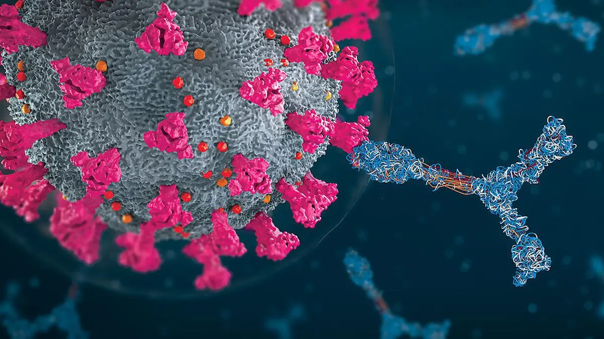 Immunoglobulin or antibody proteins attack a corona virus pathogen cell - 3d illustration
