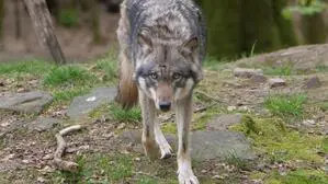 Wölfin grub sich aus Gehege (Symbolfoto)