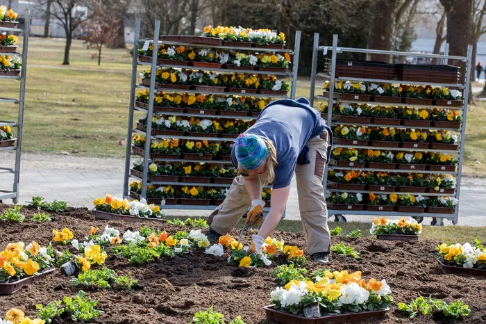 Stiefmütterchen in allen Farben zieren die Beete.