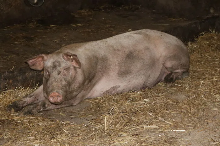 Von der biologischen Schweinehaltung war sie sehr beeindruckt. In Kalifornien gibt es Farmen mit 100.000 Schweinen