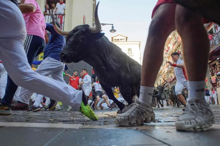 Täglich werden am frühen Vormittag sechs zum Teil über 600 Kilogramm schwere Kampfbullen und auch mehrere zahme Leitochsen durch die engen Gassen der Altstadt für die Stierkämpfe am Abend bis in die Arena gejagt.