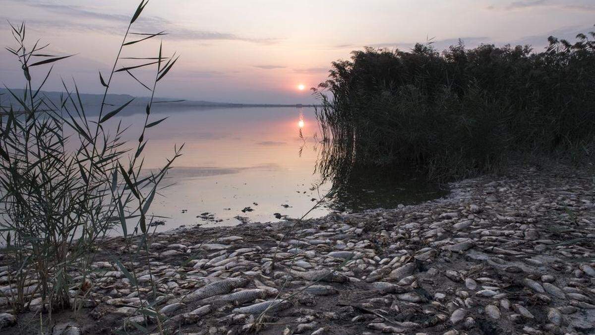 Fische sind wegen der anhaltenden Dürre im Koroneia-See verendet - in der Nacht auf Freitag gab es dann schwere Regenfälle