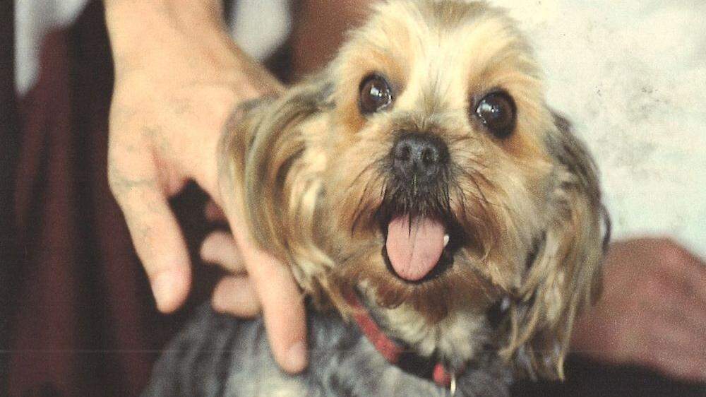 Dieser Yorkshire-Terrier namens „Spin“ wurde vonm Berner Sennenhund zu Tode gebissen