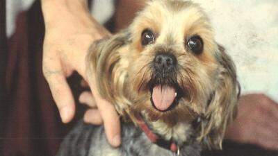 Dieser Yorkshire-Terrier namens „Spin“ wurde vonm Berner Sennenhund zu Tode gebissen