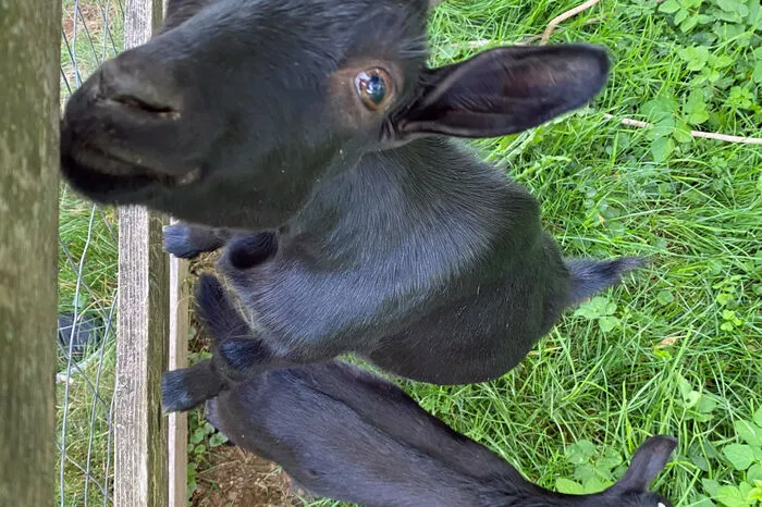 Neugierig sind die Zwergziegen. Sie begutachten ihre Besucher immer ganz genau.